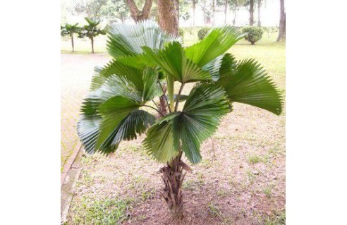 Licuala grandis