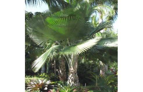 Pritchardia HILLEBRANDII minor
