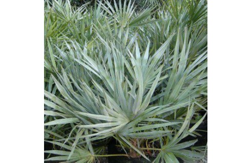 Serenoa repens