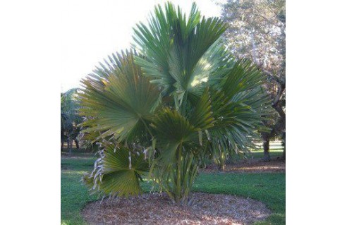 Corypha umbraculifera