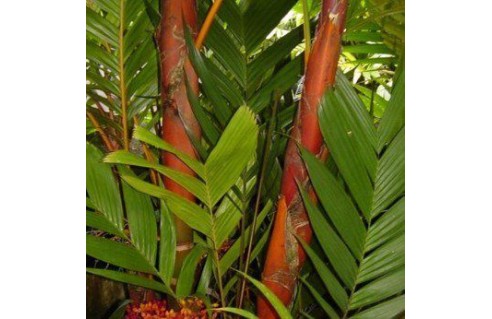 Areca vestiaria (palmier coucher de soleil)