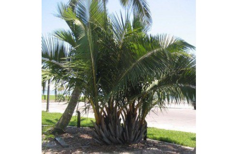 Jubaeopsis caffra