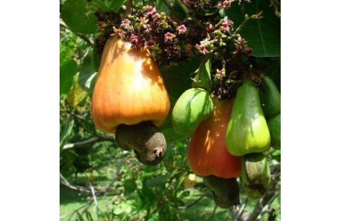 Noix de cajou (Anacardium occidentale)