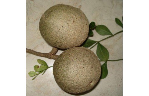 Limonia acidissima