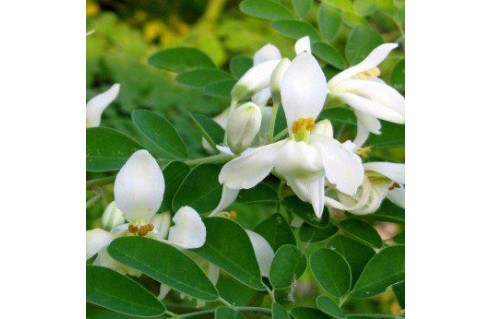 Moringa oleifera