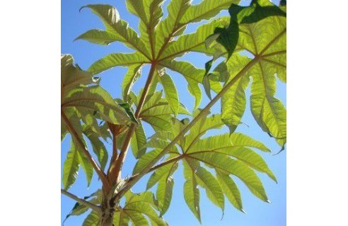 Tetrapanax papyrifer