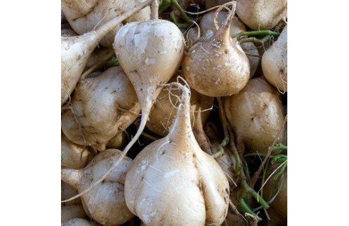 Jicama (Pachyrhizus erosus)