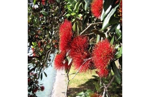 Arbre de fer (Metrosideros)