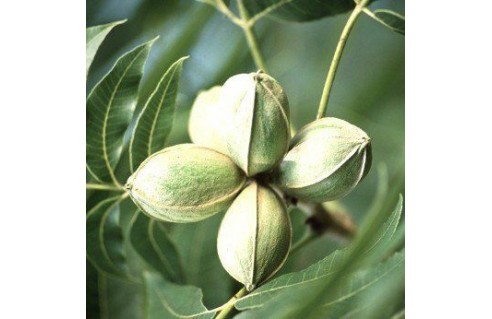 Vente en ligne de plantes exotiques et tropicales à petits prix toute l'année !