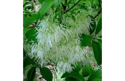 Arbre de neige (Chionanthus)