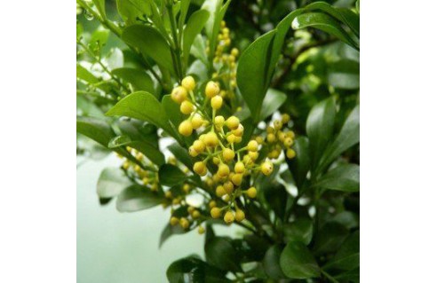 Vente en ligne de plantes exotiques et tropicales à petits prix toute l'année !