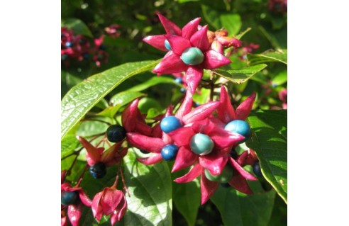 Clerodendrum trichotomum Arbre du clergé
