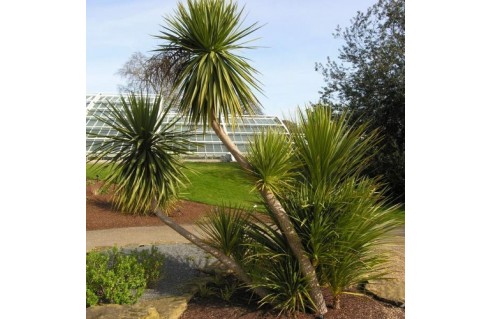 Cordyline palmier yucca