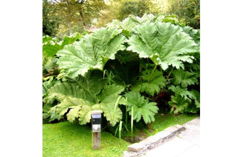 Gunnera manicata Rhubarbe géante