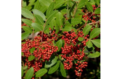 Poivre Rose (Schinus terebinthifolius)