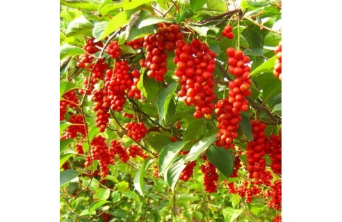Schisandra chinensis (baie aux 5 saveurs)