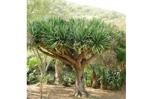Dragonnier des Canaries (Dracaena draco, Sang du dragon)
