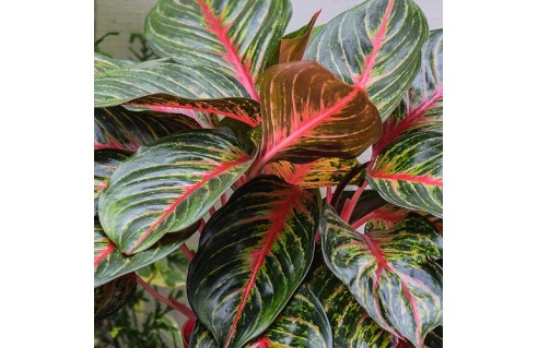 Aglaonema