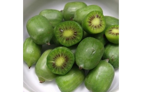 Baby Kiwi (actinidia arguta Issai)