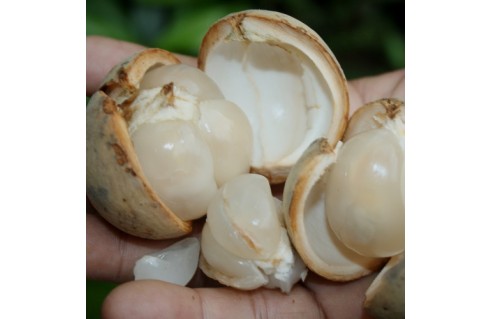 AGLAIA DOOKOO GRIFF(Lansium domesticum, longkong, duku)