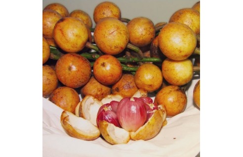 Baccaurea ramiflora (Burmese Grape)