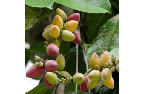 Gnetum gnemon