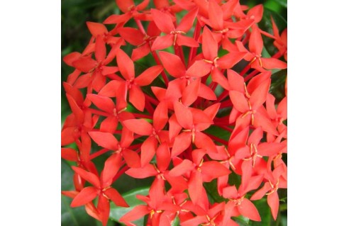 ixora papillons