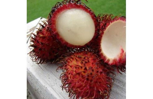 ramboutan Nephelium lappaceum