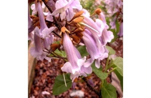 Arbre impérial (Paulownia)