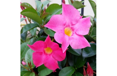 Dipladenia