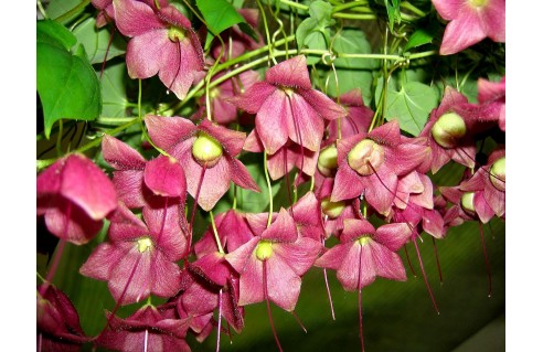 Rhodochiton