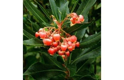 Arbutus (Arbousier, Arbre à fraises) 