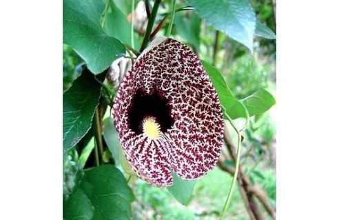 Aristolochia (Aristoloche) 