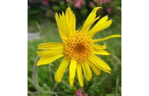Arnica (Arnica des montagnes)