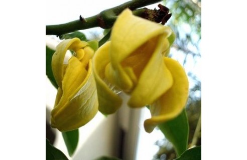 Artabotrys (Ylang-Ylang grimpant) 