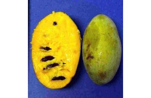 Asimina (Asiminier, Paw Paw)