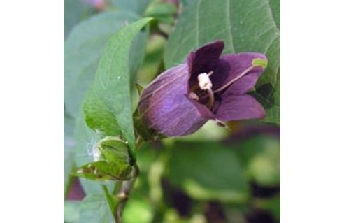 Atropa belladonna