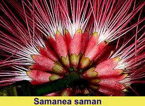 samanea