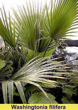 washingtonia