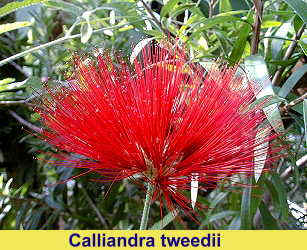 calliandra
