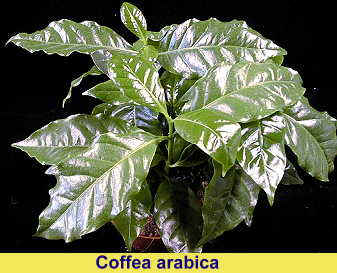 coffea