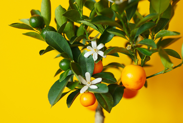 plant