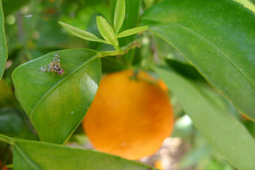 plant