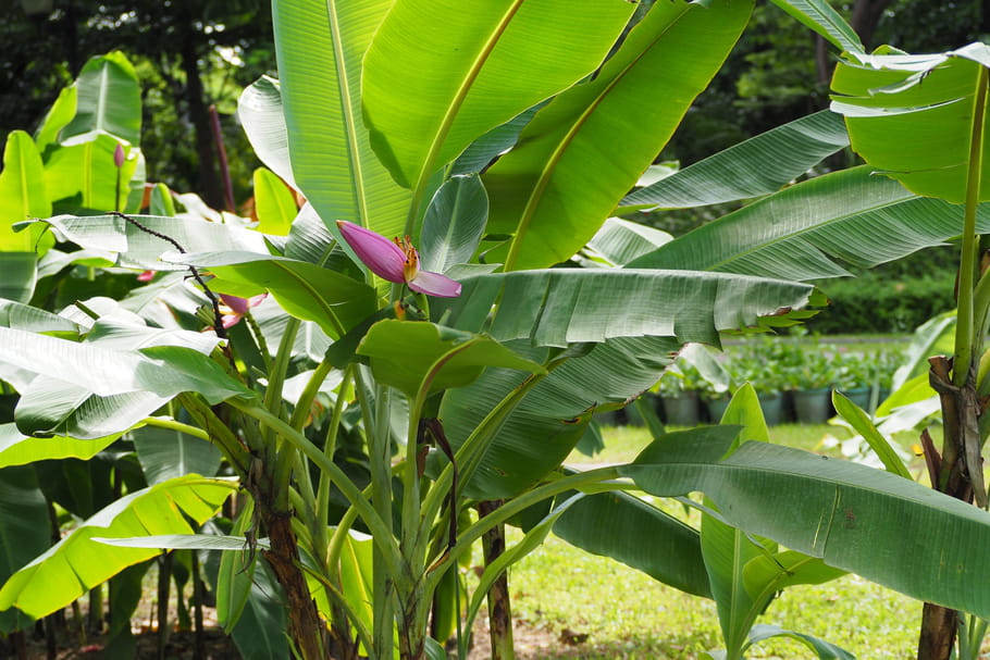 plant