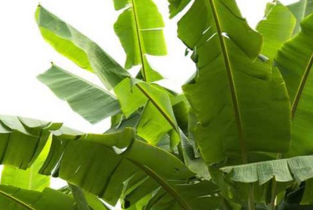 plant