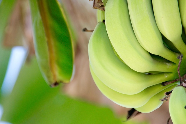 La culture des bananiers
