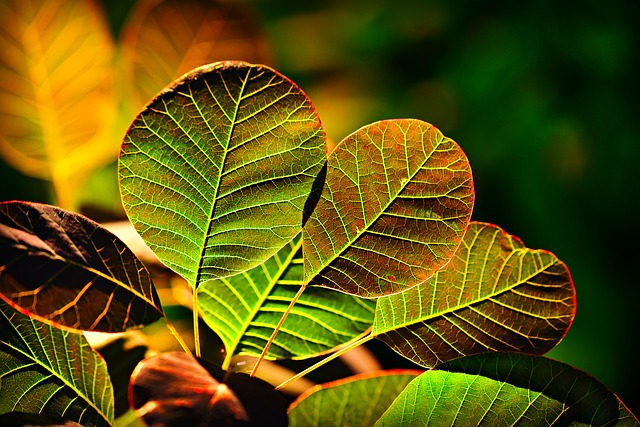 Eclairage des plantes