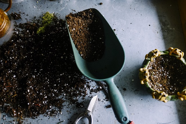 germination