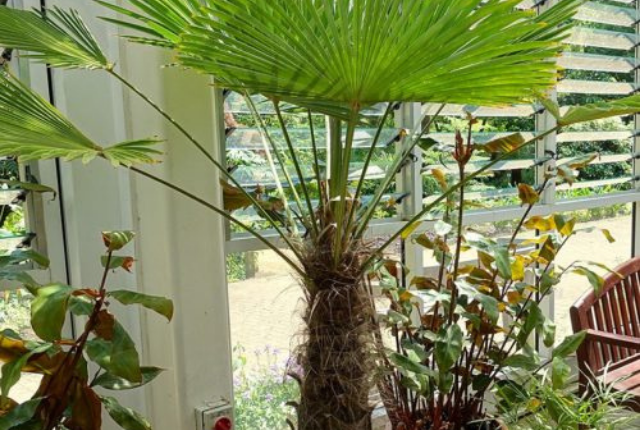 plant