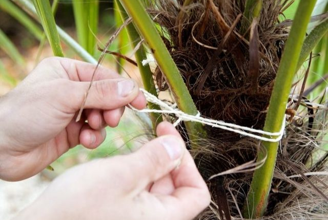 plant